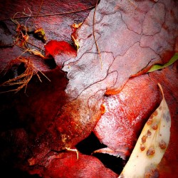 Aussie Gum Tree Bark - 10