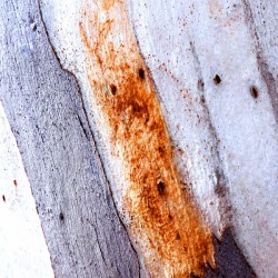 Aussie Gum Tree Bark - 20