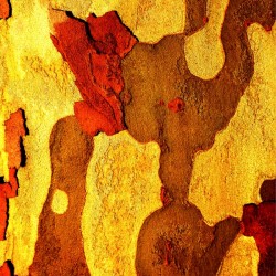 Aussie Gum Tree Bark - 21