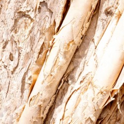 Aussie Gum Tree Bark - 7
