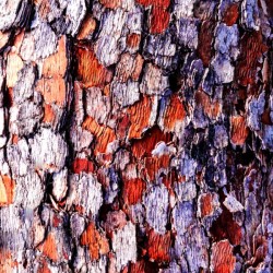 Aussie Gum Tree Bark - 4