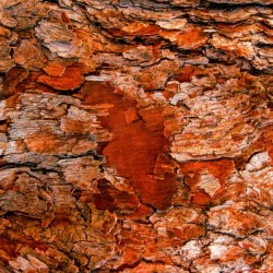 Aussie Gum Tree Bark - 6