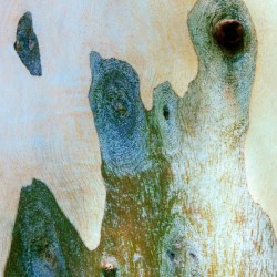 Aussie Gum Tree Bark - 14