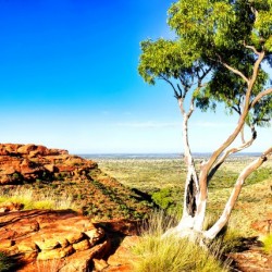 Ghost Gum  - Kings Canyon