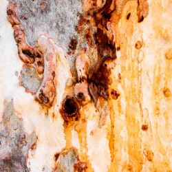 Ghost Gum Bark - 4
