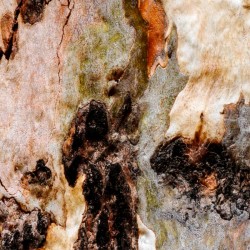 Ghost Gum Bark - 3