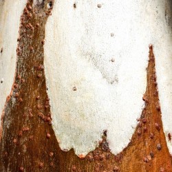 Ghost Gum Bark - 2