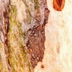 Aussie Gum Tree Bark - 3