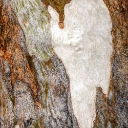 Ghost Gum Bark - 5