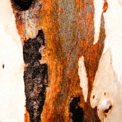 Aussie Gum Tree Bark - 23