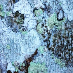 Aussie Gum Tree Bark - 12
