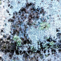 Aussie Gum Tree Bark - 11