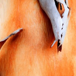 Salmon Gum Tree Bark 7
