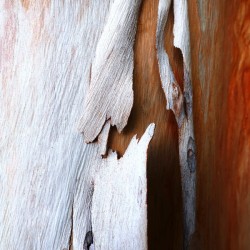 Salmon Gum Tree Bark 5