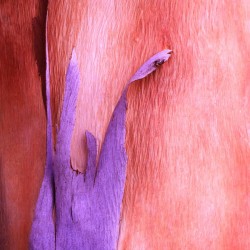 Salmon Gum Tree Bark 8