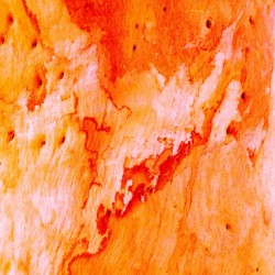 Salmon Bark