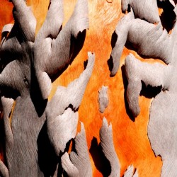 Salmon Gum Tree Bark 6