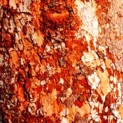 Aussie Gum Tree Bark - 15