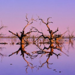 Twin Reflections - Pamamaroo Lake