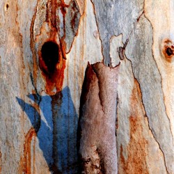 Murray Gum Tree Bark 5