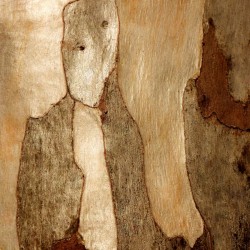Murray Gum Tree Bark 6