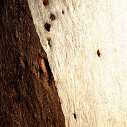 Murray Gum Tree Bark 15