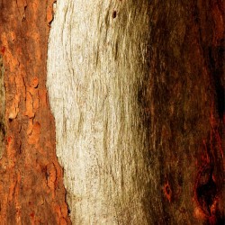 Murray Gum Tree Bark 17