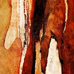 Murray Gum Tree Bark 8