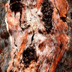 Murray Gum Tree Bark 9