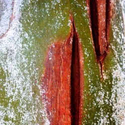 Murray Gum Tree Bark 10