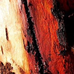 Murray Gum Tree Bark 11