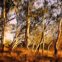 Gums on the Murray River