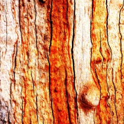 Murray Gum Tree Bark 12