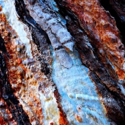 Murray Gum Tree Bark 14