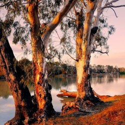 Murray River Gums
