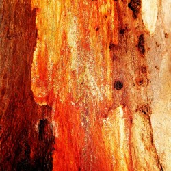 Murray Gum Tree Bark 2