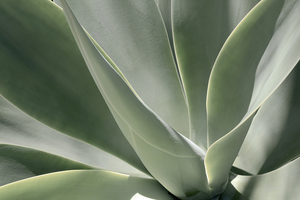 Blue Flame Agave  Print