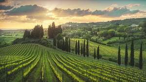 Golden sunset over Tuscan vineyards