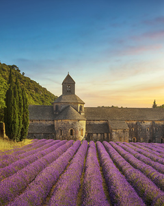 Senanque Abbey and lavender at sunset