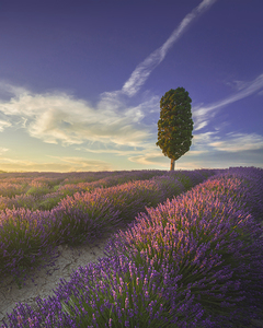 Lavender fields and cypress tree in Tuscany