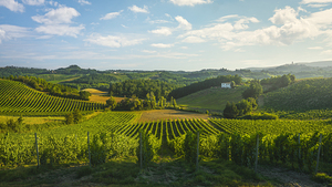 Vineyards in the San Gimignano countryside