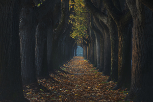 Tree tunnel walkway