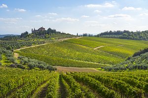 Radda in Chianti vineyards landscape. Tuscany Italy