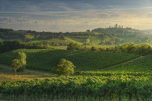 Vineyards in the San Gimignano countryside. Italy
