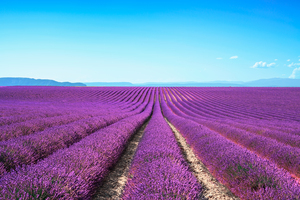 Lavender flowers endless fields. Provence France