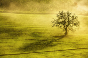 Tuscany winter  morning. Lonely tree and fog. Italy.