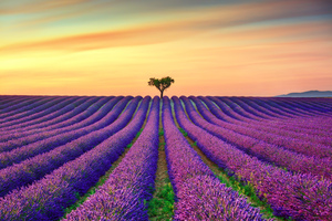 Lavender and lonely trees at sunset. Provence France