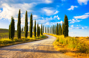 Cypress trees on a country road in Tuscany