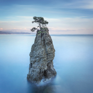 Pine tree on the top of the rock. Long exposure. Portofino park. Liguria Italy