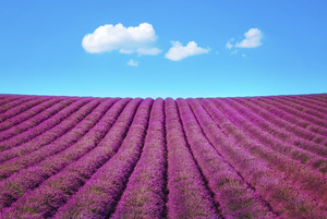 Lavender flower field and some clouds. Provence